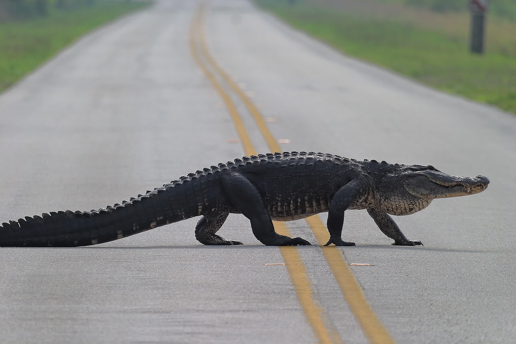 Who Pays If You Hit a Hog, Gator or Bird in Florida?
