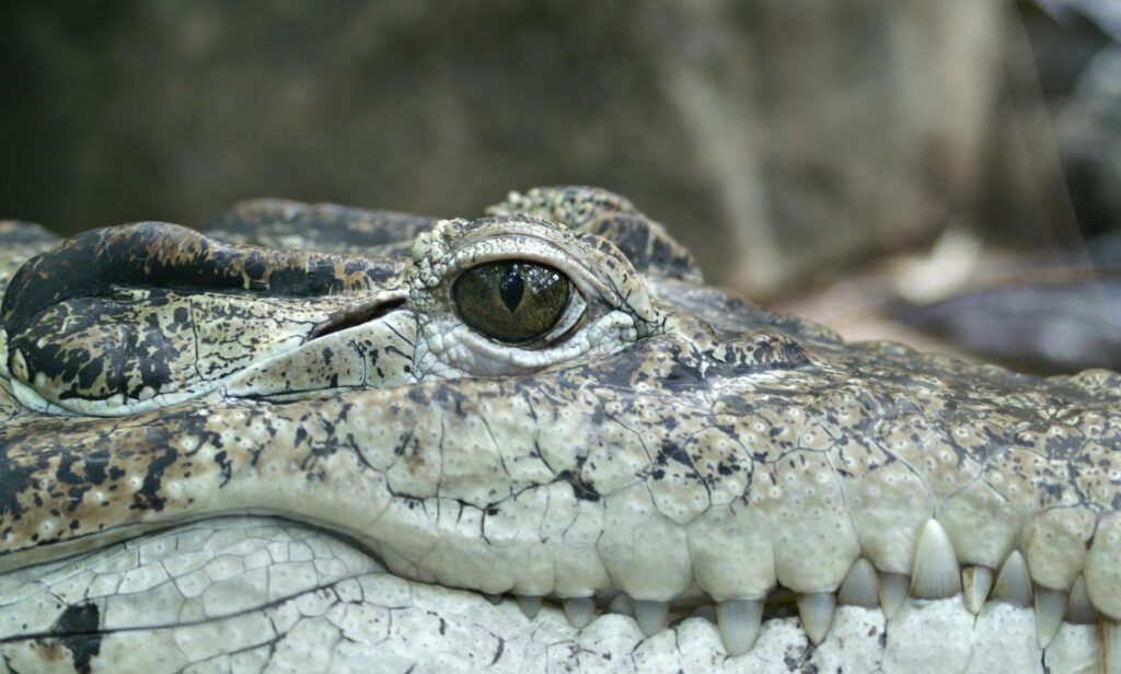 Alligator Attacks & Property Liability for wild animal attacks and personal injury